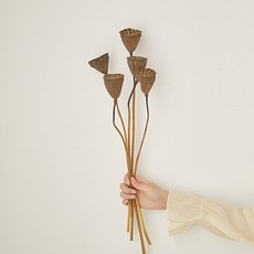 GAPANG 乾花DRYB244 No. 04, 棕色的