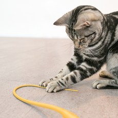 캐츠피아 고양이 캐치 더 테일 장난감 낚시대 TO9519, 옐로우, 1개