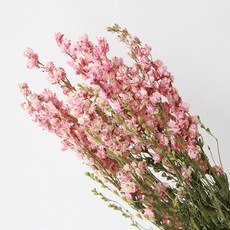 소니오 드리미 델피니움 드라이 플라워 꽃다발, 01 라이트핑크