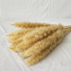 제이엠 드라이플라워 조화 소갈대 2p, 베이지