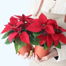 모리앤 포인세티아 포트 크리스마스 식물, 혼합색상, 2개