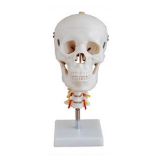 MAME頭骨模型 JT853, 1個