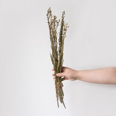 GAPANG 乾燥花 DRYB12003, 03號 (星辰花 灰色)