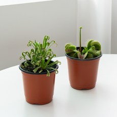 코코도르팜 식충식물 벌레잡이 포트 소형 파리지옥 + 끈끈이 주걱 세트, 혼합색상, 1세트