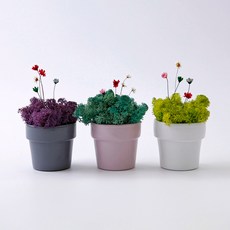 morningscent 스칸디아모스 비아포트 이끼 미니화분 1번 드라이 플라워 15p 랜덤발송 세트, 1세트