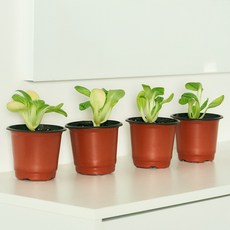 코코도르팜 채소 포트 소형 청경채 4p, 랜덤발송(화분 포트), 1세트