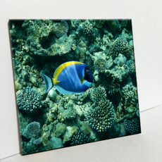 HTP 磁磚 珊瑚礁間的黃色與藍色魚 C2776