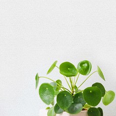 홈앤데코 물로 간편하게 붙이는 셀프용 벽지, 퓨어화이트(49597-01)