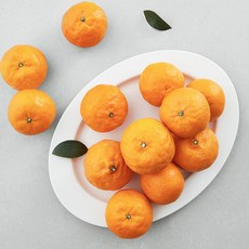 아주마 제주 산지직송 카라향 귤 소과, 1.5kg(10~15입), 1개