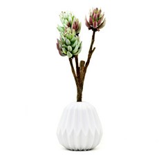 Garden in the City 多肉藍精靈多肉茄子, 混色, 1個