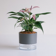 마이그린룸메이트 자동급수 화분, 그레이, 1개
