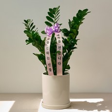 코코도르팜 도자기 화분 20호 + 문구리본 + 금전수 돈나무 리본화환 세트, 그린, 1세트