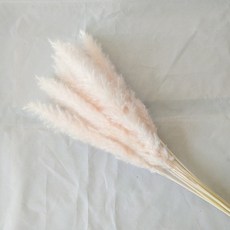제이엠 조화 소갈대 2p, 연핑크