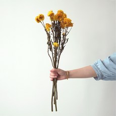GAPANG 乾花7號 DRYB105, 黃色的
