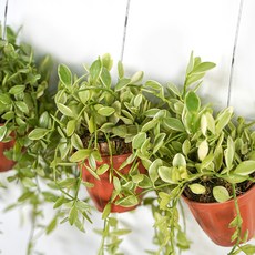 갑조네 미니화분 디시디아, 칼라, 3개