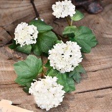 GAPANG 安娜繡球乾花 DRYE081, 02（白色）