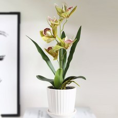 소유공간 조화 심비디움 식물 화분 세트 S261-0190GFR, 그린, 1세트