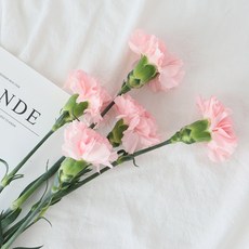 모리앤 카네이션 생화단 5대, 핑크