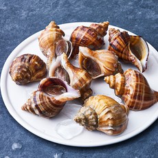 피시원 산지직송 자연산 생물 삐뚤이 소라 (냉장), 1kg(대), 1개