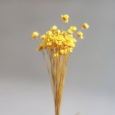 GAPANG Synensis 乾花 03 號 DRYB128, 黃色的