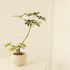 모리앤 달항아리에 심은 무늬 쉐프렐라 대품, 혼합색상, 1개