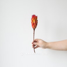 GAPANG 乾燥花 仿真花, 05號 紅色