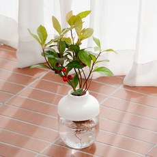 메이크정글 수경재배 식물 천냥금 + 친환경소재 아쿠아캡슐 2호 화분 DIY 세트, 화이트, 1세트