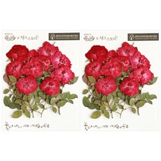 checkstory 玫瑰束新聞打印20p, 紅色的