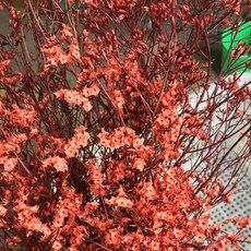 水晶草乾燥花 C_RD_77, 紅色