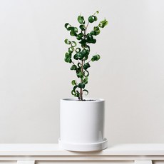 코코도르팜 도자기 화분 중형 + 바로크벤자민 고무나무 세트, 그린, 1세트