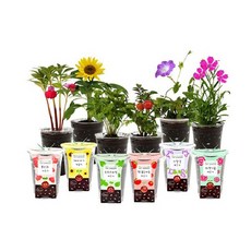 틔움 컵가든 식물키우기 6종 세트, 미니해바라기, 스위트바질, 방울토마토, 봉선화, 나팔꽃, 패랭이꽃