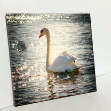 HTP 磁磚 閃亮湖上的一隻天鵝 C2831