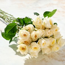 로즈피아 생화 로얄파크 5대, 혼합색상