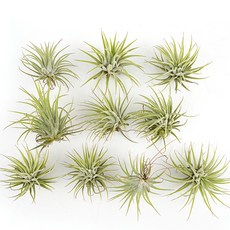 갑조네 이오난사 소 10개입, 혼합색상, 1개