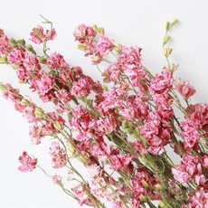 소니오 드리미 델피니움 드라이 플라워 꽃다발, 02 리얼핑크