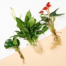 메이크정글 뿌리 흙세척 수경재배 식물 안스리움 + 스파티필름 + 청페페 세트, 혼합색상, 1세트