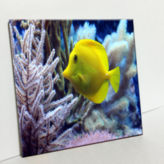 HTP 磁磚 刺尾鯛 C2759