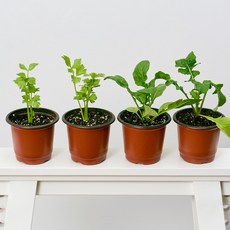 코코도르팜 채소 포트 소형 2종 샐러리 2p + 루꼴라 2p, 그린, 1세트