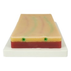 皮膚教學矽膠模型