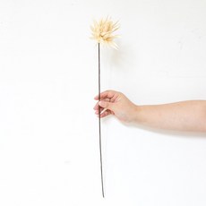 GAPANG 菊花乾燥花, 白色 (03號/DRYB12303)