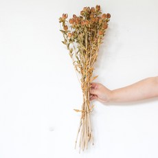 GAPANG 玫瑰乾花DRYB130, 橙色數字 01