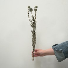 가팡 드라이플라워 01번 DRYB217, 블랙
