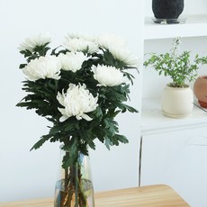 모리앤 생화단 성묘국화 10송이, 화이트, 1개 화이트, 1개