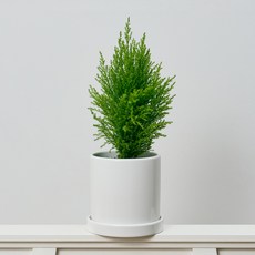 코코도르팜 도자기 화분 대형 율마, 그린, 1개