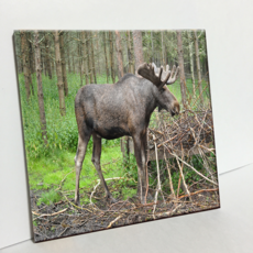 HTP 瓷磚 麋鹿 C511, 1個