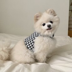 봉쥬르뚜뚜 아일렛체크 하네스 세트, 블랙, 1세트