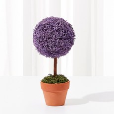 Alle 室內空氣淨化斯堪地亞苔蘚迷你樹盆栽 紫色, 1個