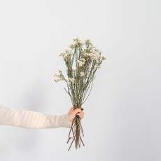 가팡 시넨시스 드라이플라워 DRYB113, 화이트 02번