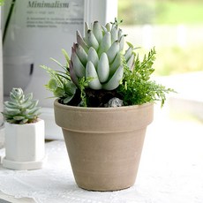 Garden in the City 和諧自然多肉植物9440007, 混色, 1個