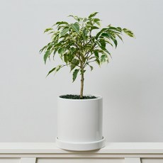 코코도르팜 도자기 화분 대형 벤자민고무나무, 그린, 1개